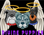 divine puppies