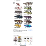 Axolotls Rule!!