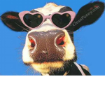 Cow clut