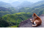 Animal RP Group!