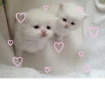 My sill little bakas