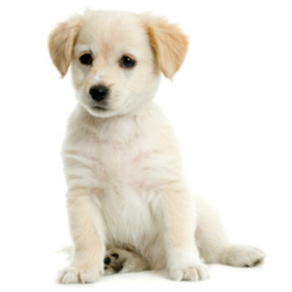 cute puppy Roblox decal