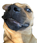 Peanut Association