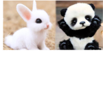 eveylovesroblox44