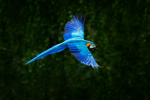 bens birds!