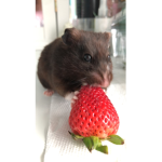 I want a hamster farm