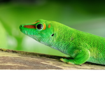 Lizard State