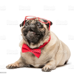Pug gang!!!!
