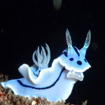 wawastan