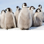 Penguin Army Offical