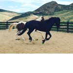 [EEC] Empire Equestrian Center [EEC]