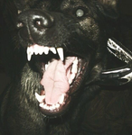 Sharp Fang Clan