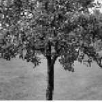 Apple Tree Organization
