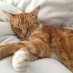 Ginger Angels <3