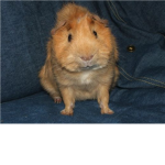 guineapig lovers