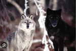 City of wolves