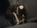 Buddy the Boston