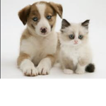 Puppy and kitty gaming
