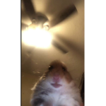 Hamster_98