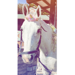 .•||HORSEY PEOPLE CHAT||•.