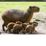 Capybaras are the best!!!
