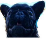 The Bonnie Dog
