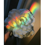 Kiu_rblxx