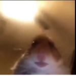 Camera-Hamster.JPG