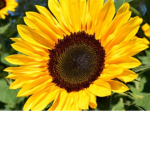 Sunflower_sisters