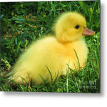 duck :D