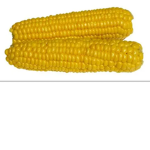 Korn Gang
