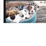 Little puppy’s :D
