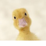 Ducks Are The Rulers