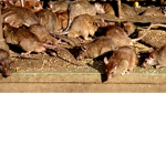 Sewer pests