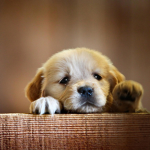 Dogs clothing and development of games.