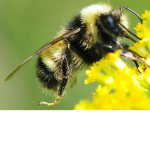bumble bee!!!