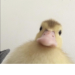 *.~ducklings~.*