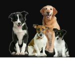 DOGS UNITE TO HELP THE RATS