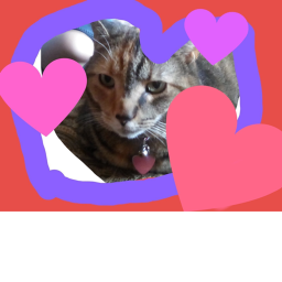 Donate to kittys