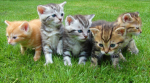 Cat Supremacy!!
