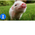 Pig Independence