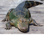 Alligator Protection Center 🐊