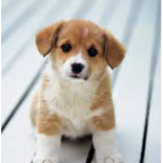Dooooooooog