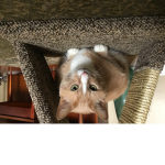 Cat3009