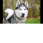 Husky army mafia