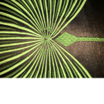 Peacock feather