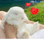 Fluffy Bunny army