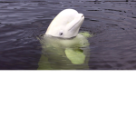 Beluga's World