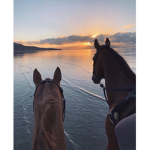 Golden leaf stables