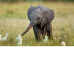 the elephantss <3